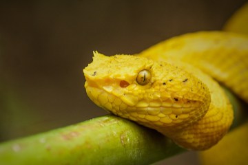 yellow snake on a vine